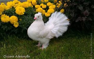 Мастер-класс по голубю из пластиковых бутылок: 3 разных модели своими руками