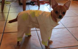 Одежда для чихуахуа своими руками: стильная рубашка на каждый день