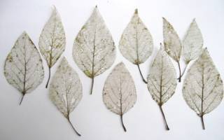 Скелетирование листьев в домашних условиях для красивых изделий
