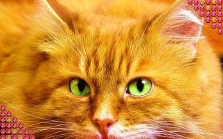 Алмазная вышивка «кот» в рамке для украшения гостиной