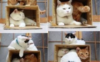 Схемы домиков из картона своими руками: кукольные и для кошек