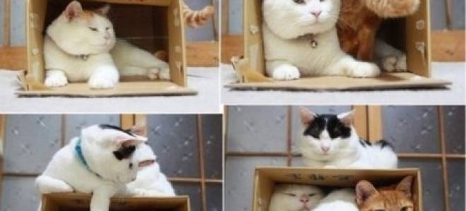 Схемы домиков из картона своими руками: кукольные и для кошек