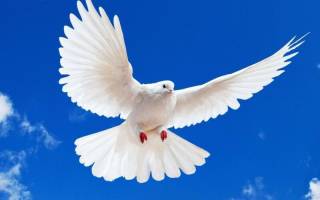 Как сделать голубя из бумаги оригами своими руками для всей семьи