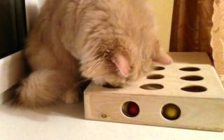 Игрушка для кота своими руками: как порадовать своего питомца