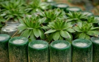 Клумбы из пластиковых бутылок своими руками: способы оформления