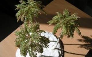 Пальма из бисера своими руками для декора интерьера: техника игольчатого плетения