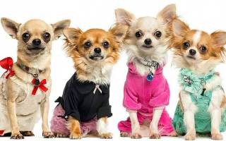 Выкройки одежды для собак небольших пород: чихуахуа, йорков и других