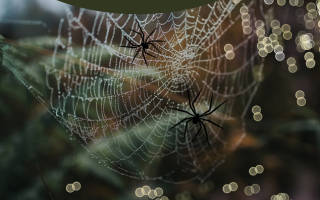 Паук своими руками: вариации и техники выполнения