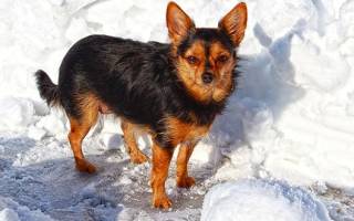 Одежда для маленьких собак: защищаем питомца от морозов