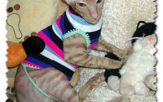 Одежда для сфинкса своими руками: защищаем питомца от простуды