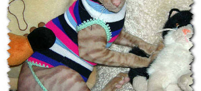 Одежда для сфинкса своими руками: защищаем питомца от простуды