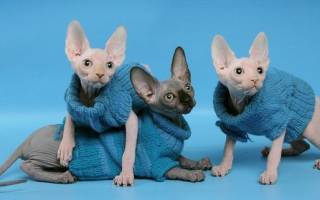 Одежда для котов своими руками: интересные идеи нарядов для питомца