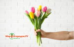 Букет из тюльпанов своими руками: правила выбора и формирования в композицию
