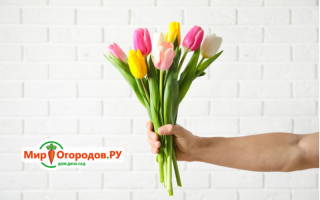 Букет из тюльпанов своими руками: правила выбора и формирования в композицию