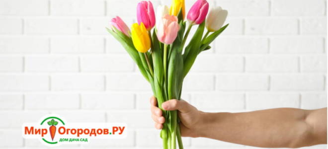 Букет из тюльпанов своими руками: правила выбора и формирования в композицию
