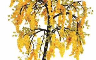 Акация из бисера: схемы плетения и сборка поделки