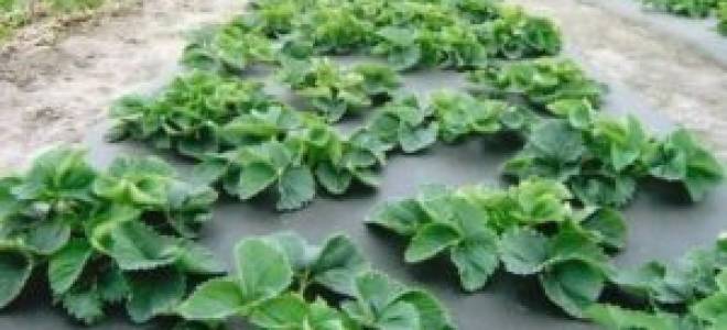 Земляника своими руками из разнообразных материалов