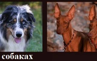 Ошейник для собак своими руками из паракорда и бисера