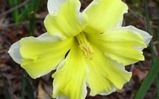 Нарцисс из гофрированной бумаги своими руками с добавлением сладостей