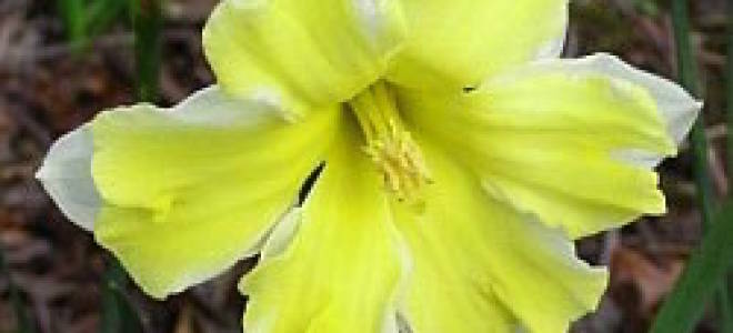 Нарцисс из гофрированной бумаги своими руками с добавлением сладостей