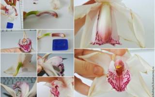 Орхидея из полимерной глины: оригинальная керамическая флористика