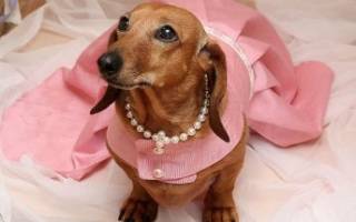 Одежда для таксы своими руками для первых заморозков